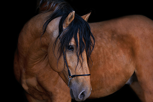 Page created for the love of horses.
