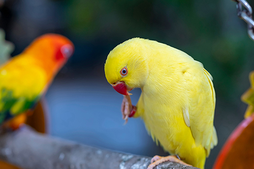 BlahFace, Pet Forum, Yellow Indian Ringneck Parrots Sitting on a