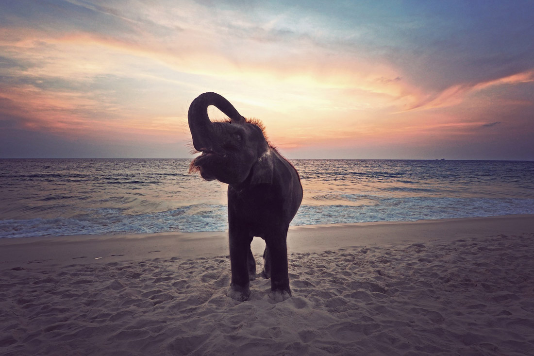 Joyous elephant basks in the coastal beauty of Côte d'Ivoire.