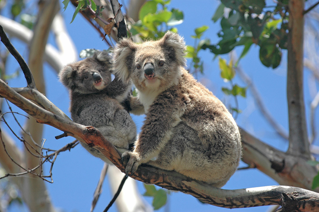 Adorable wild koalas spotted on the scenic Great Ocean Road in Victoria, Australia.