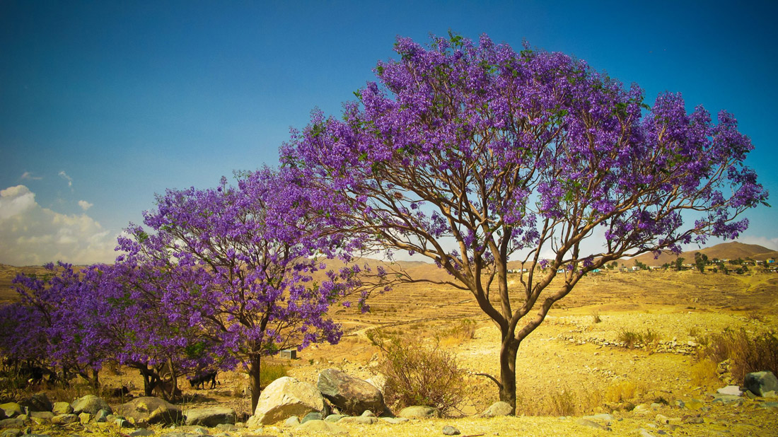 Topic is Travel Destination to Eritrea. Alley of gorgeous and healthy-looking Jacaranda Trees at Filfil National Park, in Eritrea.