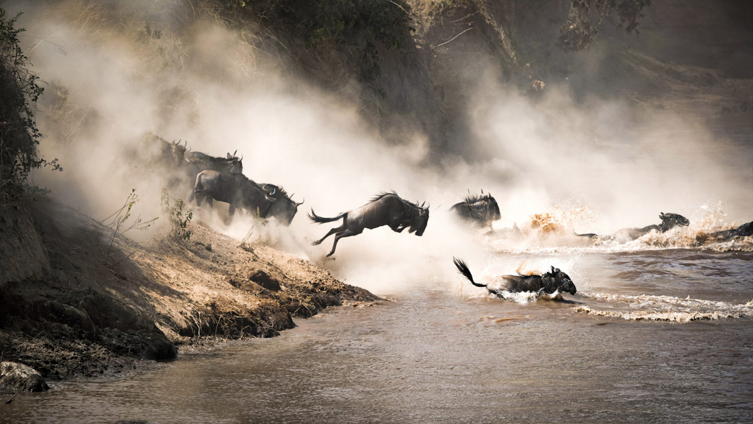 Topic is Travel Destination to Kenya. Wildebeest crossing the Mara River during the annual great migration.
