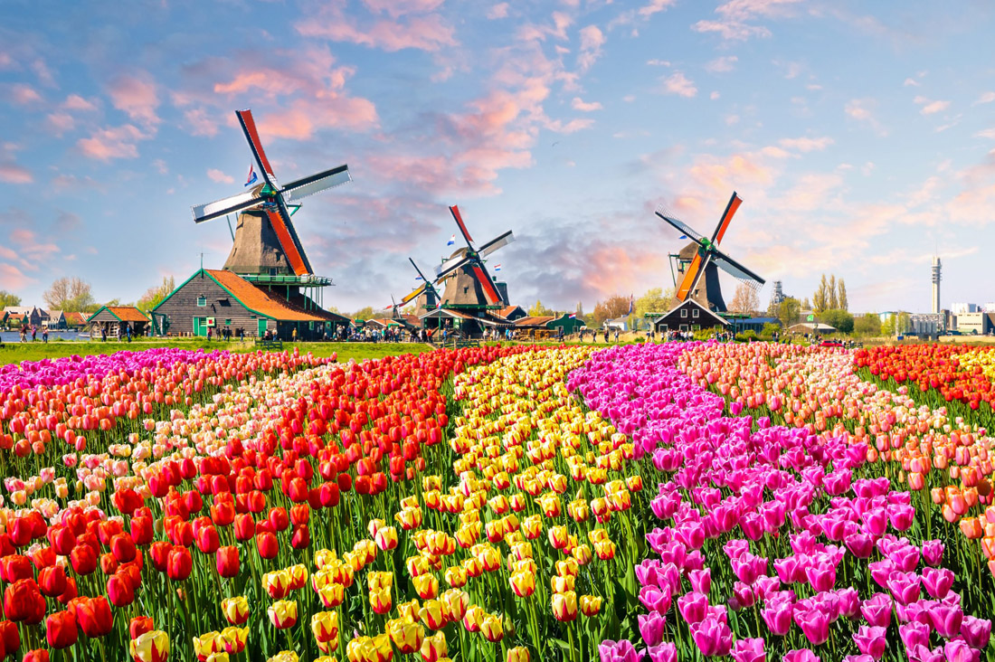 Topic is Travel Destination to Netherlands. Beautiful scenic landscape with tulips and traditional Dutch windmills around houses.