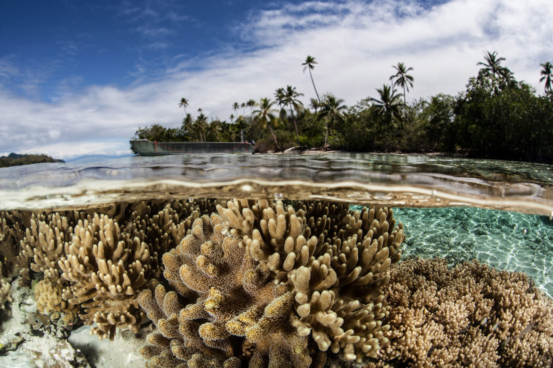 Topic is Travel Destination to Solomon Islands. Soft leather corals compete for space and sunlight to grow in this scenic photograph in Solomon Islands.