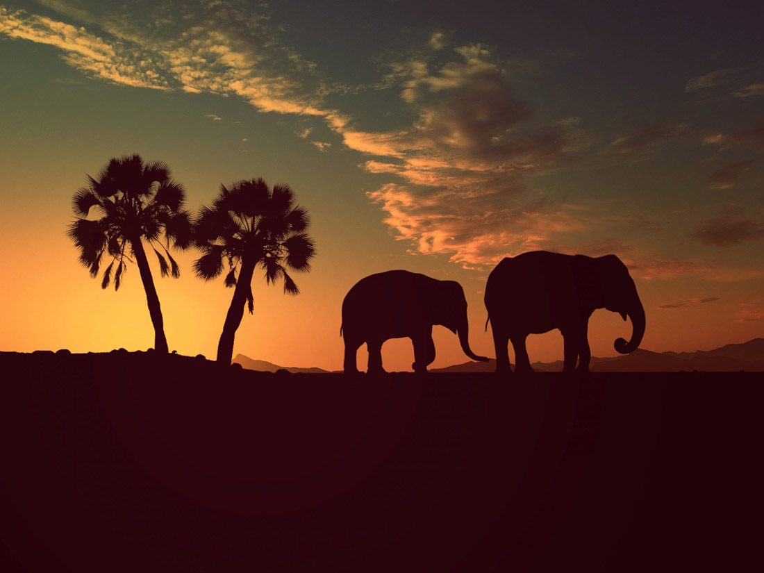Topic is Travel Destination to South Sudan. Silhouette of elephants grazing the landscape at sunet.