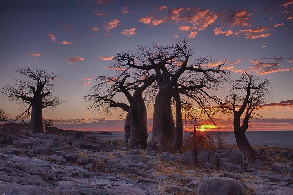 Baobab trees in foreground at LeKubu island, Botswana.