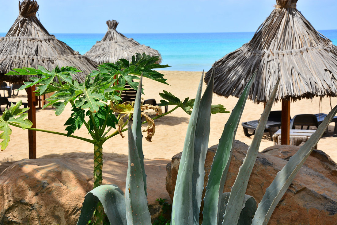 Tropical paradise on Sal Island, Cape Verde: agave leaves, pawpaw tree, and azure ocean.