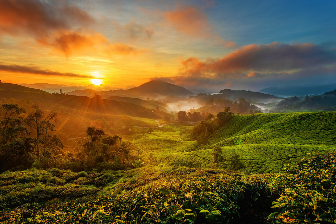 Malaysia's Cameron Highland at sunrise. Lush green tea plantations, serene hills create a breathtaking scene.