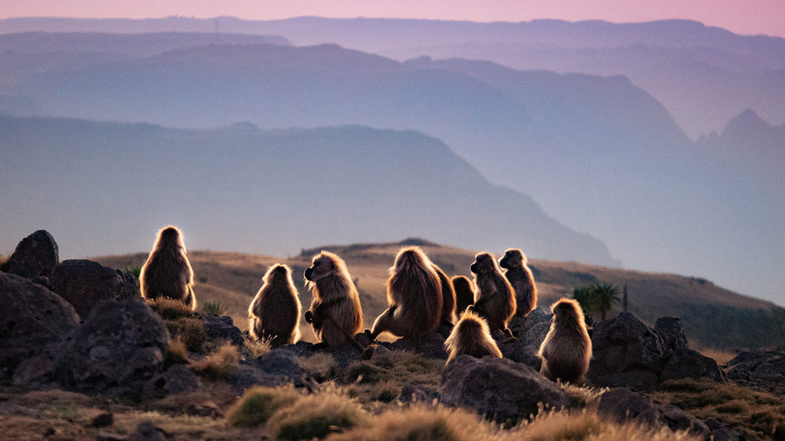 Diverse array of wildlife in the natural habitats of Ethiopia.