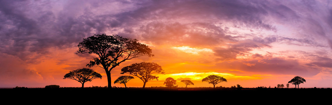 Kenya sunset paints a striking silhouette of a tree against the horizon.