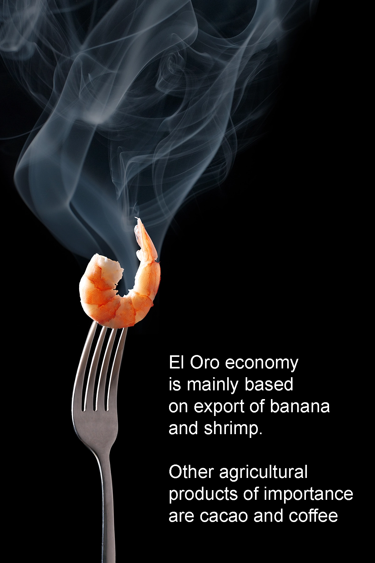 Tantalizing photo of cooked king and tiger shrimp on silver fork. Delightful seafood from El Oro Province, Ecuador.
