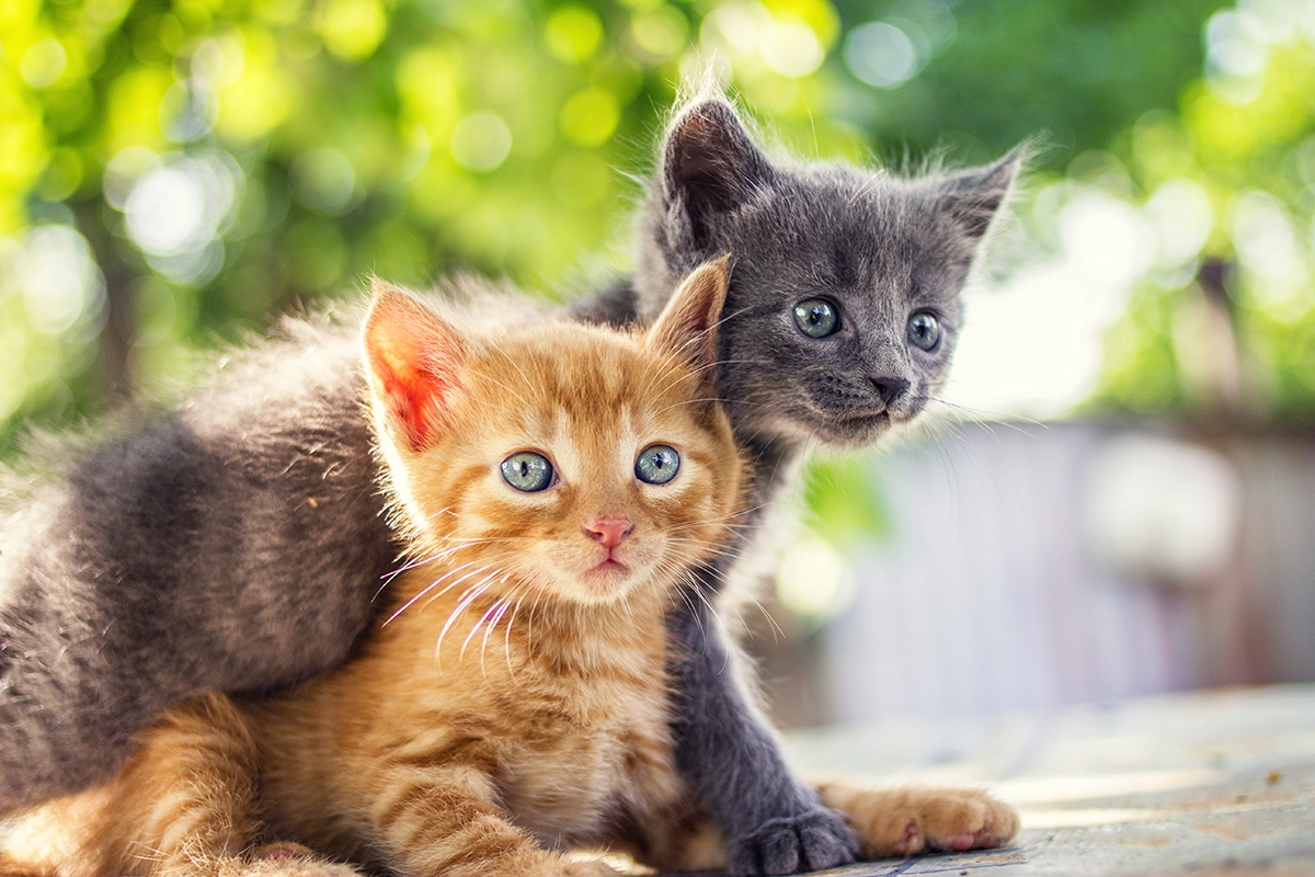 Two adorable kittens playing together. Kittens outdoor.